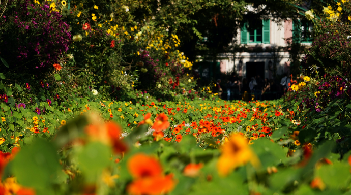 photo d'un jardin avec des fleurs en culture bio