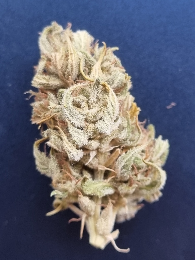 FLEURS CBD supersoil Amnesia 2024