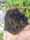 [TERRE4C25] TERRE X4 COMPOSTS EXT&amp;INT équin, ovin, bovin, végétal (25Kg / 50L)